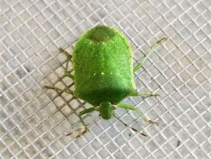 Sos Cimici: come difendersi con le zanzariere ed altri consigli fai da te