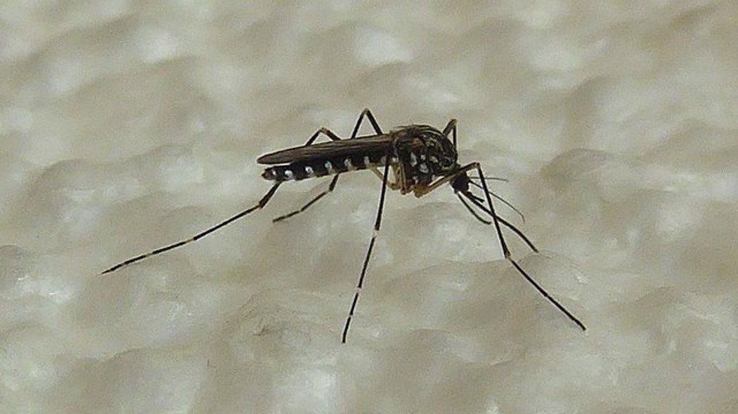Zanzara coreana si espande in Nord Italia: resiste al freddo e potrebbe diventare un problema